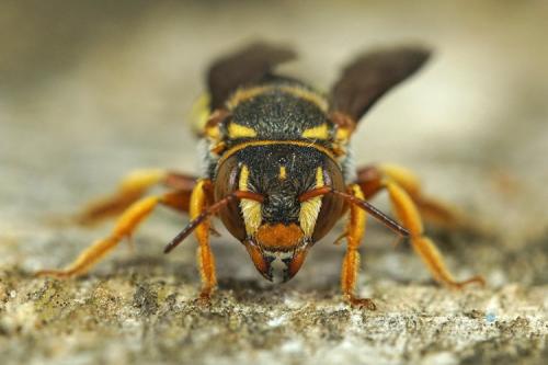 Réf. 269 388 : Rhodanthidium infuscatum